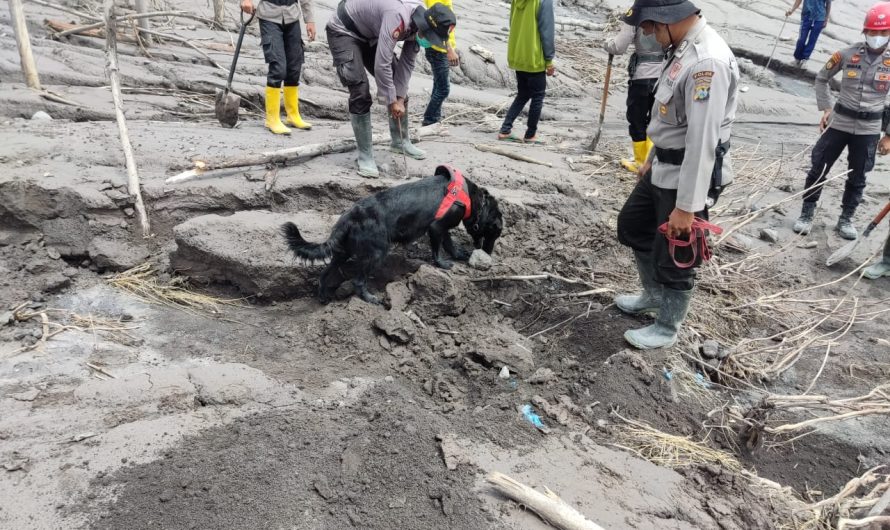 Optimalkan Pencarian Jenasah Erupsi Semeru Polri Terjunkan K-9