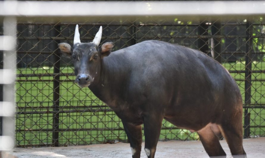 Faktor Usia Tua, Satwa Bubalus Depressicornis Meninggal