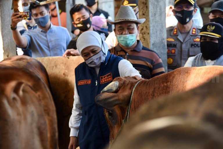 Gubernur Khofifah: Jawa Timur Siapkan 1.276 Juleha untuk Iduladha