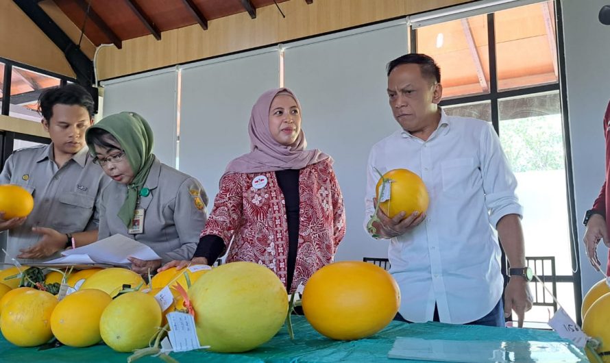Urban Farming Golden Melon Digalakan di Surabaya, Anas Karno: Mampu Beri Manfaat Secara Ekonomi
