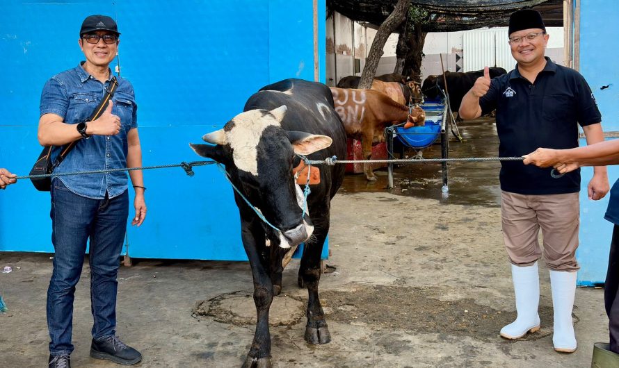 Wujud Kepedulian Sosial, PAM Surya SembadaSurabaya Salurkan 13 Ekor Sapi Qurban
